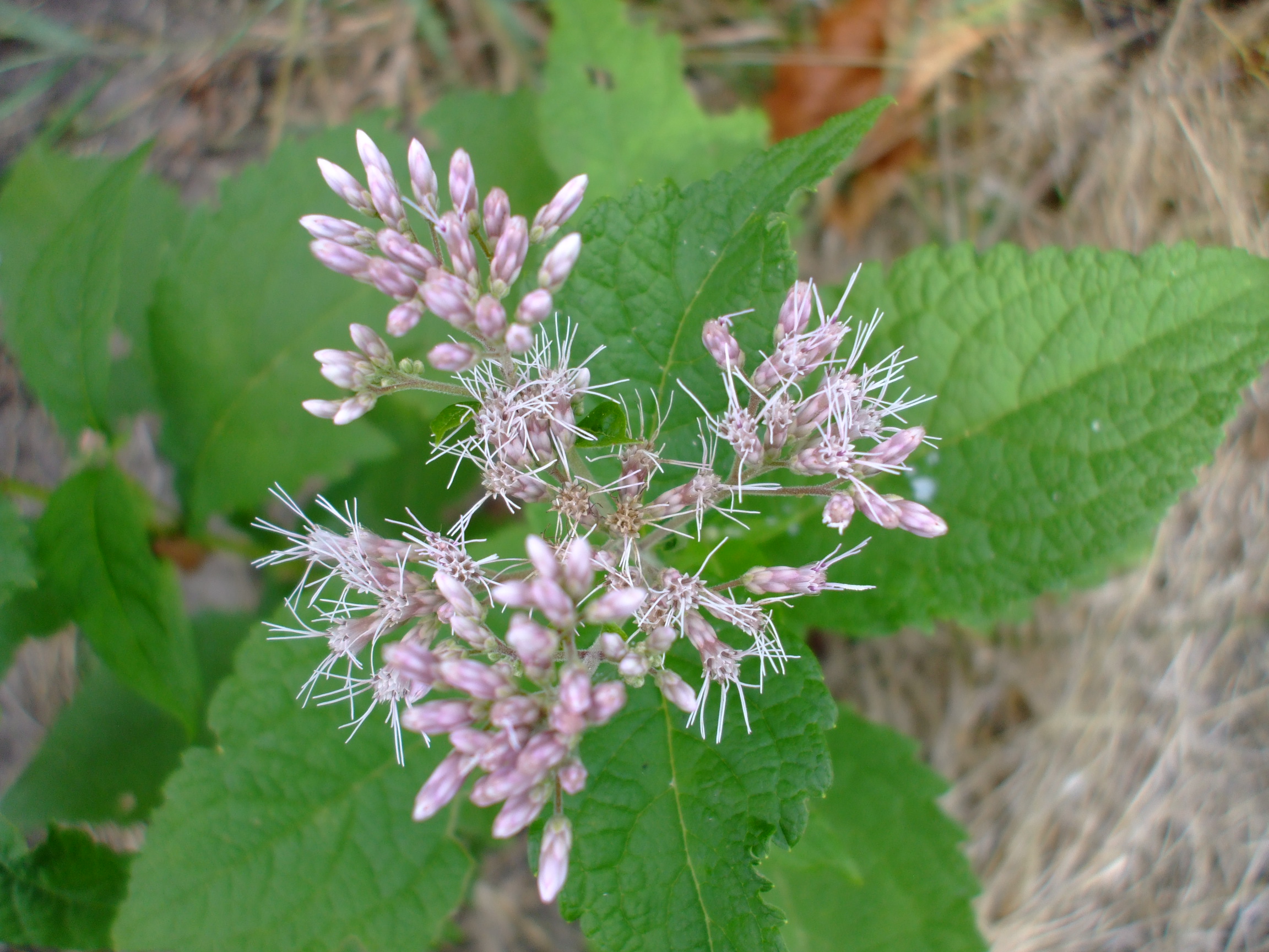 Eupatorium purpureum
